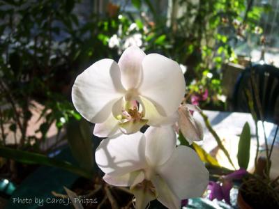 White Phal. Maki Watana Rose 'Stone's River'