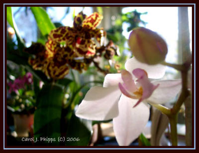 007 Orchid Gallery.JPG