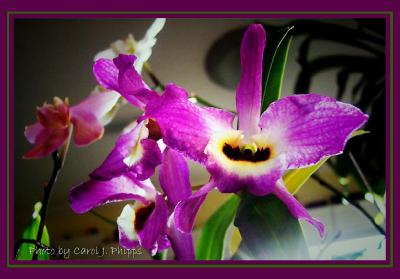 011 Orchid Gallery.JPG