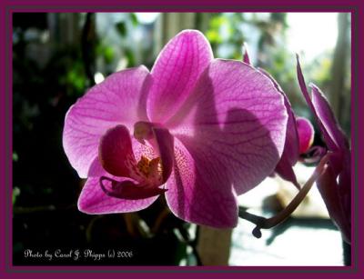 013 Orchid Gallery Phal Brother Girl Pink.JPG