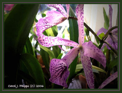 017 Orchid Gallery.JPG