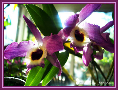 023 Orchid Gallery.JPG