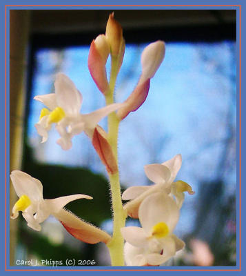 026 Orchid Gallery.JPG
