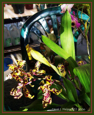 Orchid Gallery Calaminara Wildcat.JPG