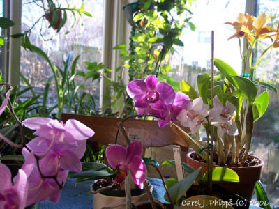 An Orchid Convention.