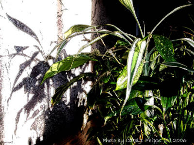 Plant and its Shadow.JPG