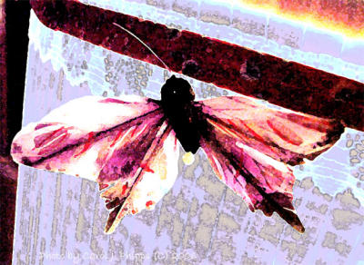 Moth on Window Shade.JPG