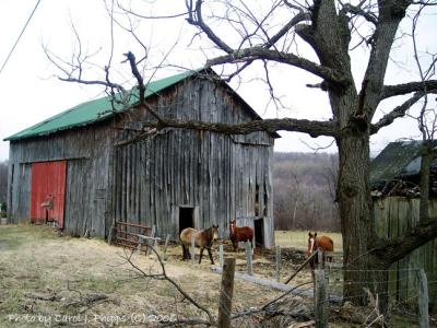 This Ol' Farm.