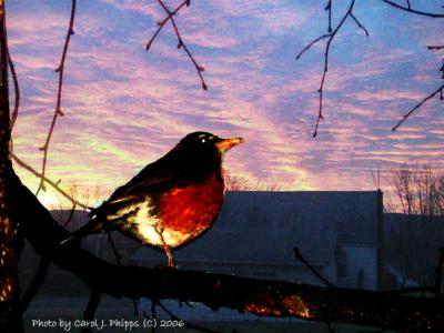 A Robin Enjoying a Spring Sunrise.