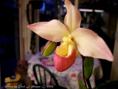 Amelias Orchids.JPG