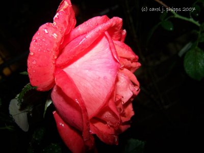 A Rose Rain or Shine!