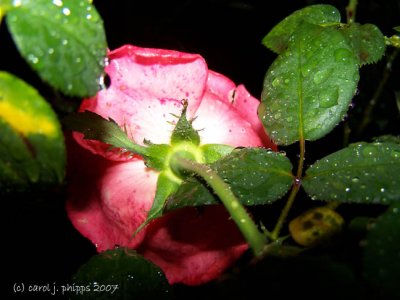 Rose in the Rain.