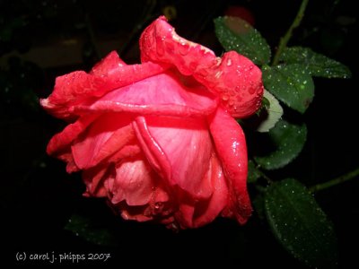 A Rose in the Dark!
