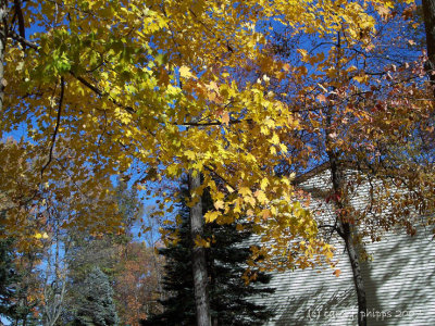 Autumn Winds.