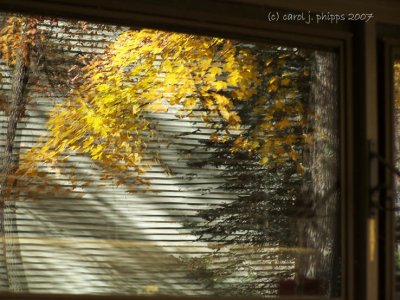 Reflecting Autumn Winds.