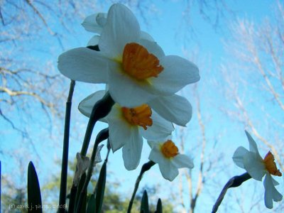 Edna's Spring Flowers.