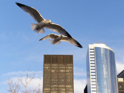 Seagull buddies