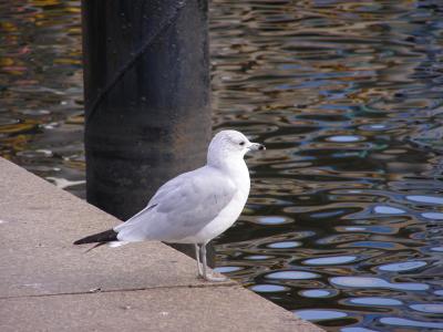 City Seagull