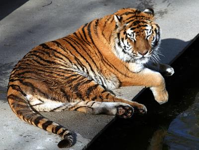 Madrid zoo