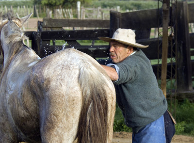 Pablo Washing Down his Horse After the Roundup
