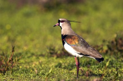 Southern Lapwing (note red wing spur)