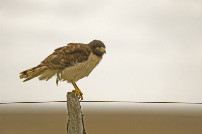 Roadside Hawk