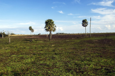 Open Ranch Land