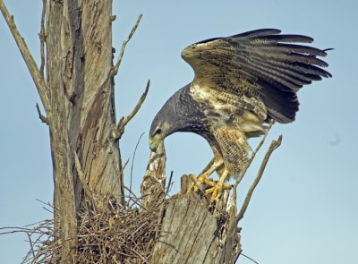 Black-chested Buzzard- Eagle at Nest