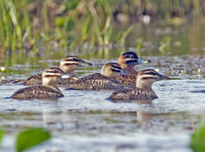 Masked Ducks