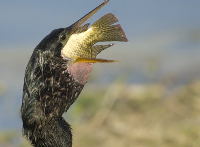 Anhinga with Fish