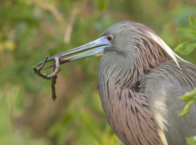 Tricolor heron with Nesting Material