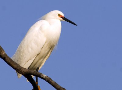  Snowy Egret