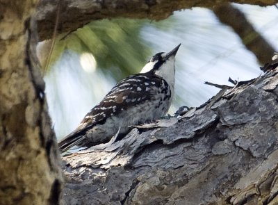Female leaves the nest during egg check