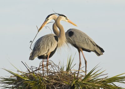 01192010 Viera GBH Pair 438. .jpg
