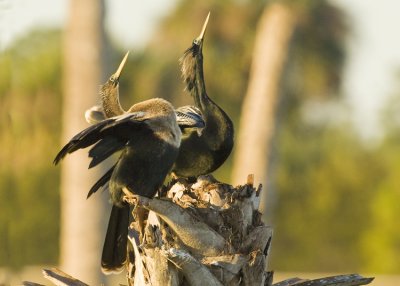 01282010  Viera Anhinga Pair   543. .jpg