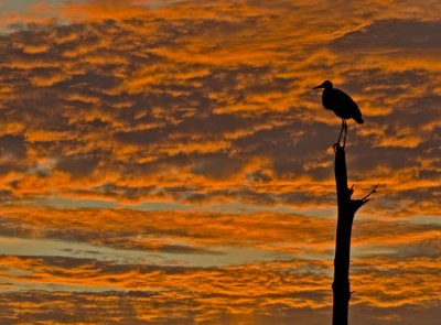 Nov 08 Great Blue Heron Sunrise at Viera  5596