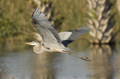 Dec 08 Great Blue Heron with Nesting Material 6752