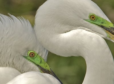 Apr 09    Great Egret   226