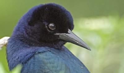 May 09  Boat-tailed Grackle   103