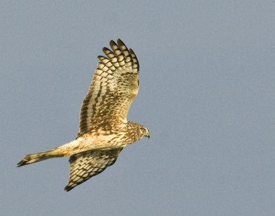 03212010  Northern Harrier  2325