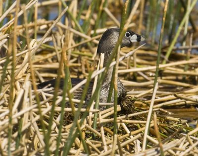 03232010   Grebe on Nest  2586