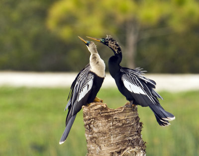 03232010   Anhinga Nuptual Plumage  2567