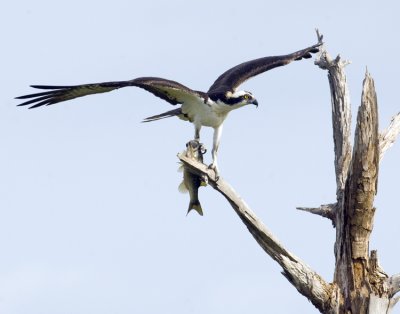 03272010  Osprey with Fish  3234