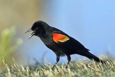 04052010  Red wing  Blackbird   3838