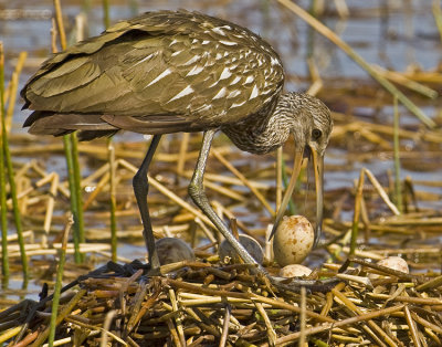 04042010   Limpkin with Egg 3681
