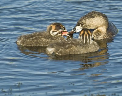  Grebe feeding  8132