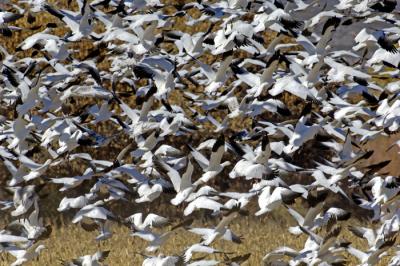 Snow Geese Blast Off from Corn Field