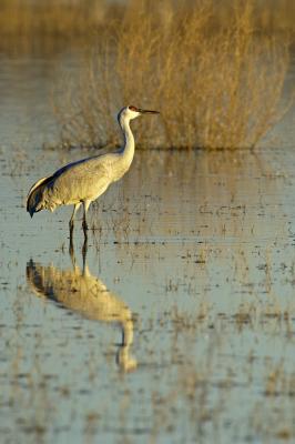 Sand Hill Crane