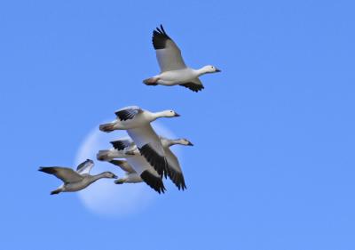 Snow Geese with Moon