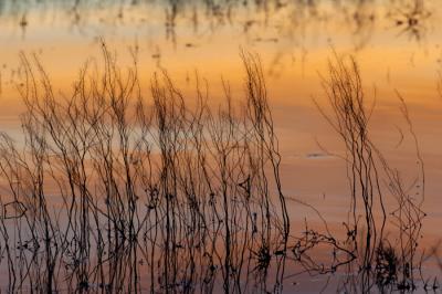 Marsh Colors